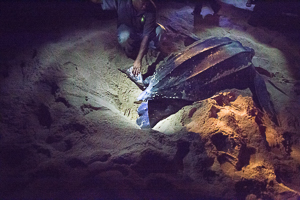 Leatherback Turtle, laying eggs, Trinidad
